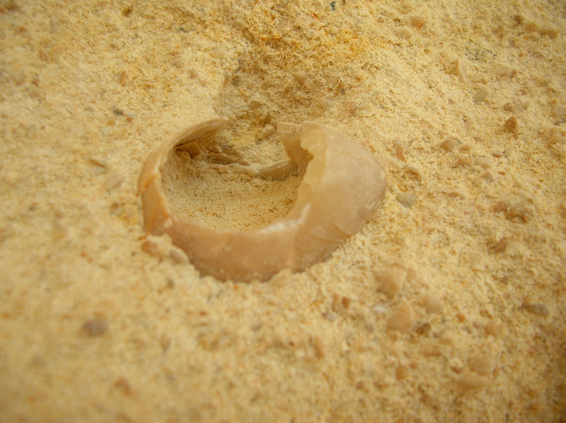 Fossili calcareniti